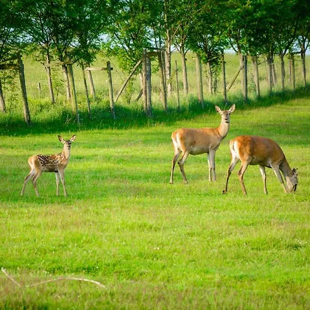 Goldhuebel نيوهاوسين