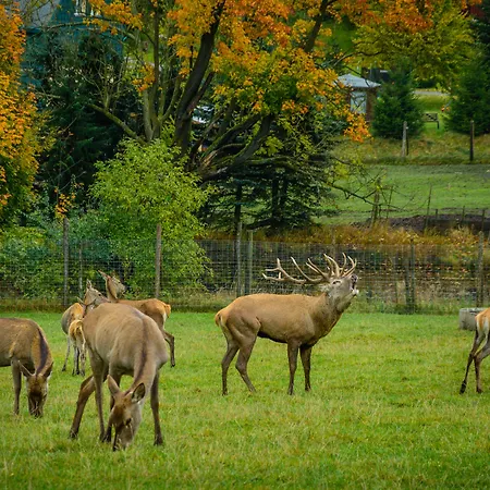 فندق Goldhuebel 3*