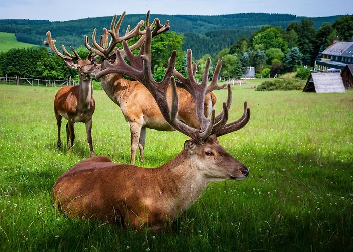 Отель Goldhuebel