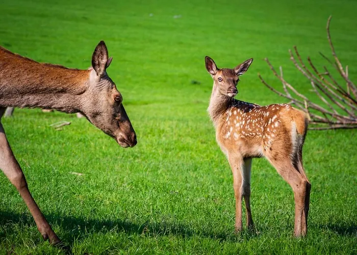 Goldhuebel Отель