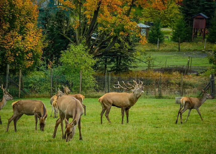 Отель Goldhuebel 3*